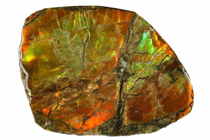 Iridescent Ammolite (Fossil Ammonite Shell) - Alberta, Canada #143533